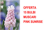 OFFERTA 15 BULBI MUSCARI PINK SUNRISE