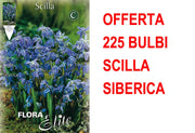 OFFERTA 225 BULBI SCILLA SIBERICA