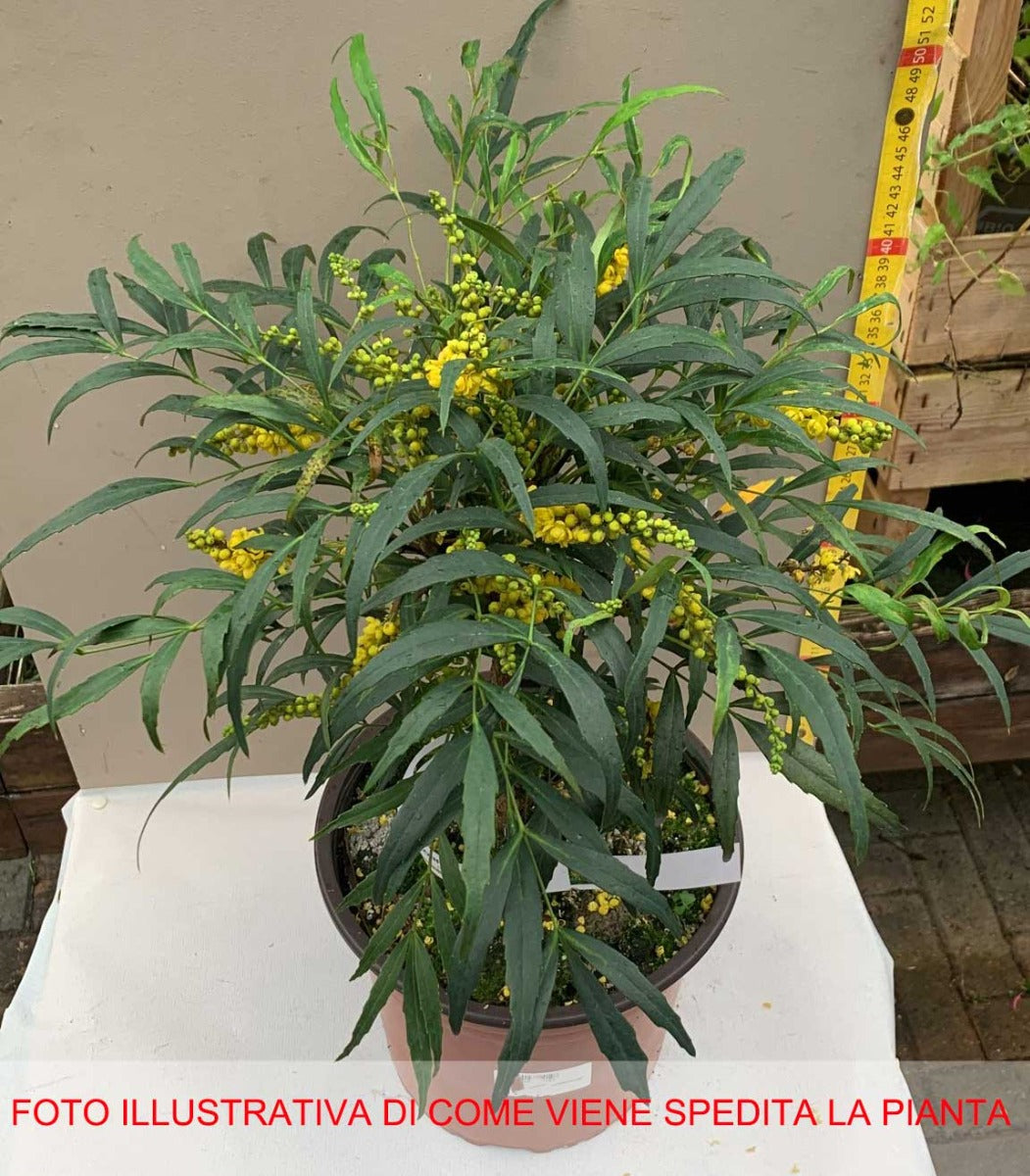 MAHONIA CONFUSA VASO 19CM