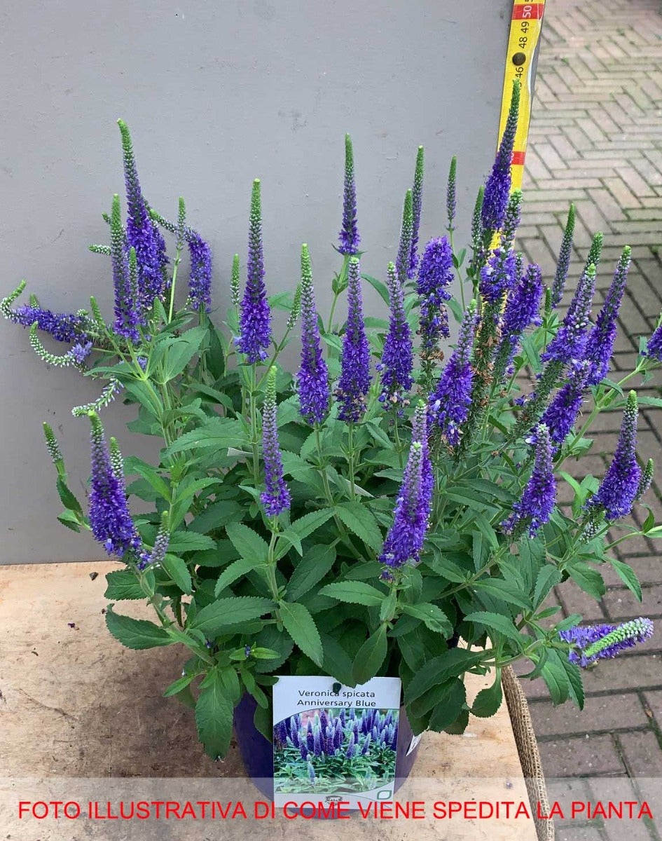 VERONICA SPICATA BLU VASO 18CM