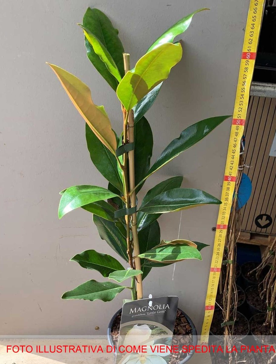 MAGNOLIA GRANDIFLORA LITTLE GEM VASO 17CM