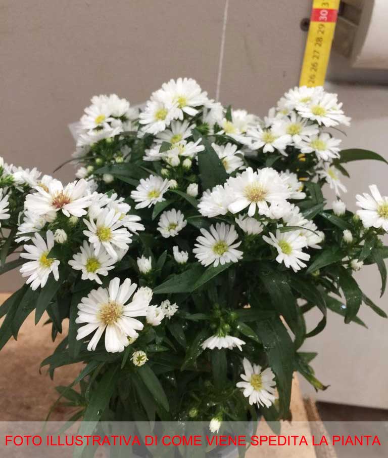ASTER SETTEMBRINO STARLETTA BIANCO VASO 12CM
