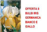 OFFERTA 9 BULBI IRIS GERMANICA BIANCO E GIALLO