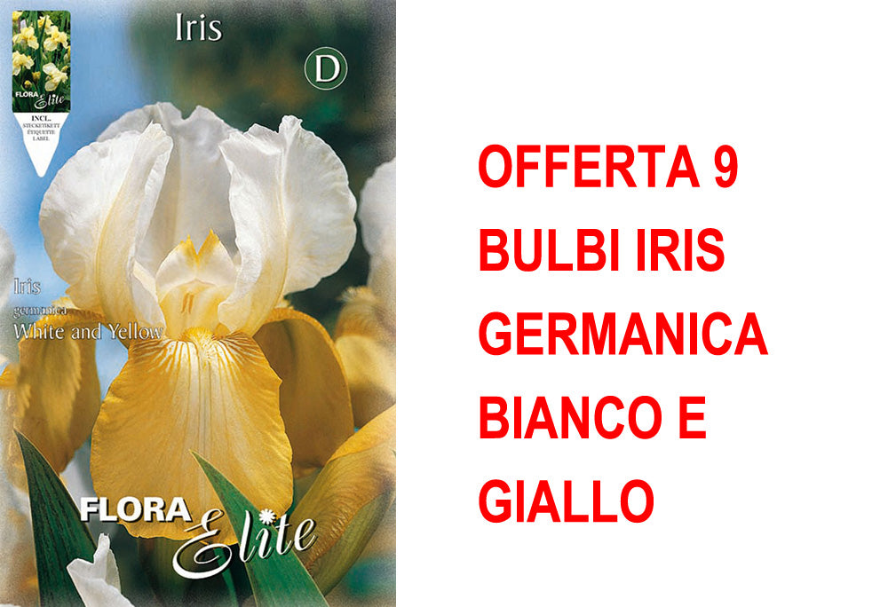OFFERTA 9 BULBI IRIS GERMANICA BIANCO E GIALLO