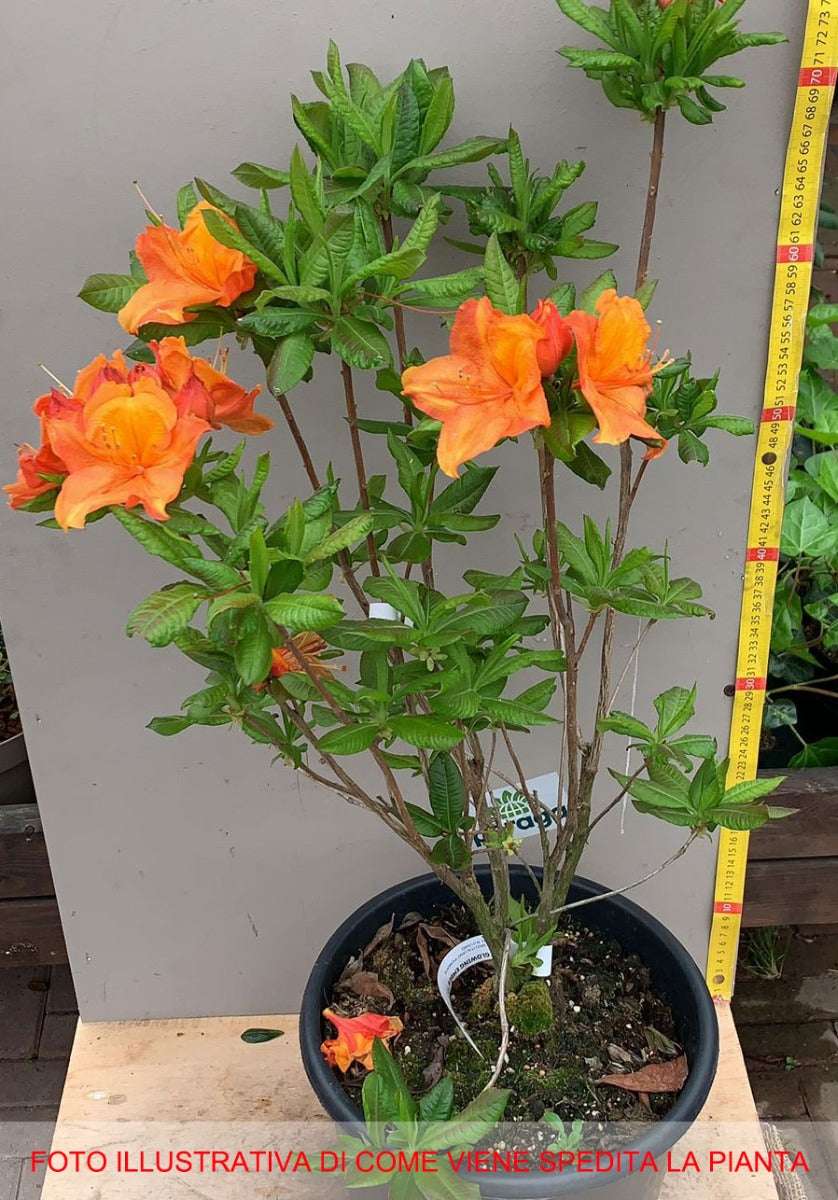 AZALEA  MOLLIS GLOWING EMBER VASO 24CM