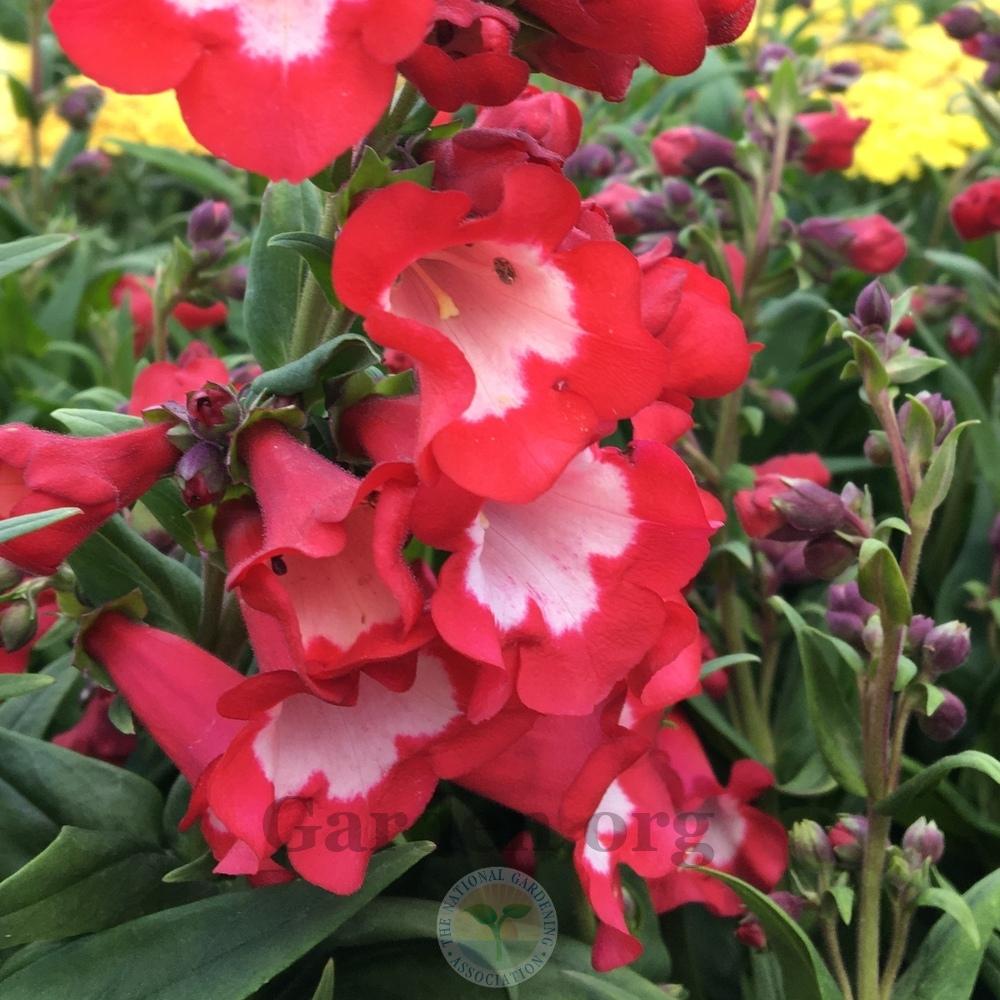 PENSTEMON POLARIS RED VASO 17CM