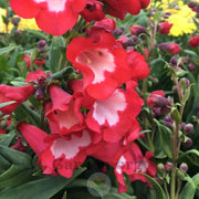 PENSTEMON POLARIS RED VASO 17CM