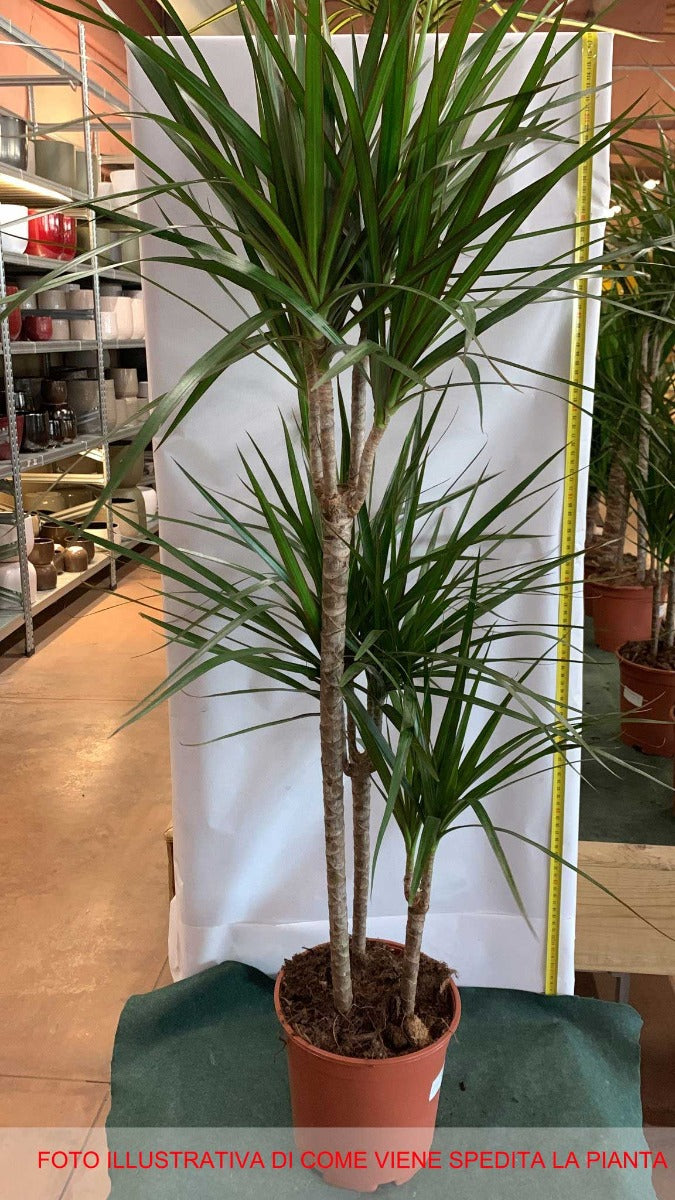 DRACENA MARGINATA TRONCHETTO DELLA FELICITÀ VASO 22CM H110CM