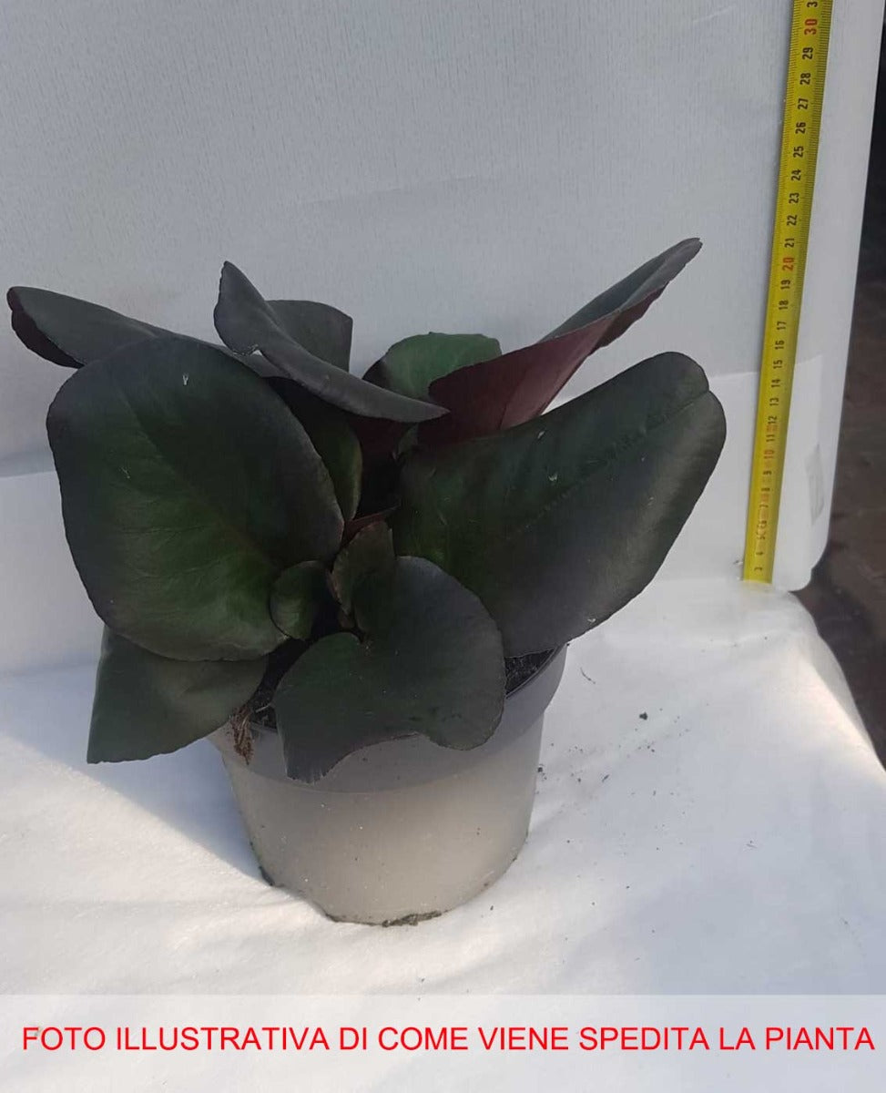 BERGENIA CORDIFOLIA EROICA VASO 17CM