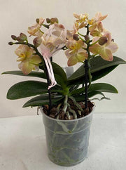 ORCHIDEA PHALAENOPSIS AROMIA DIFFUSIOM PROFUMATISSIMA ROSA CHIARO VASO 12CM