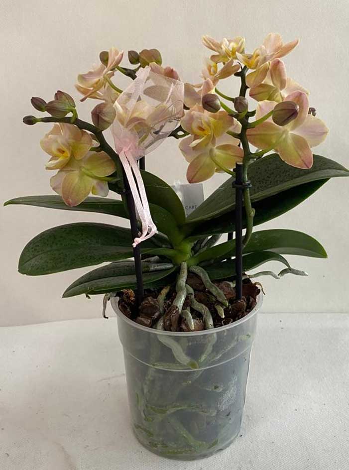 ORCHIDEA PHALAENOPSIS AROMIA DIFFUSIOM PROFUMATISSIMA ROSA CHIARO VASO 12CM