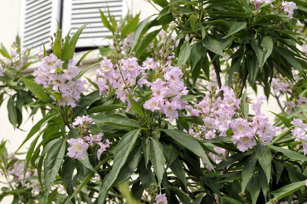 CHITALPA TASHKENTENSIS SUMMER BELLS VASO 19CM