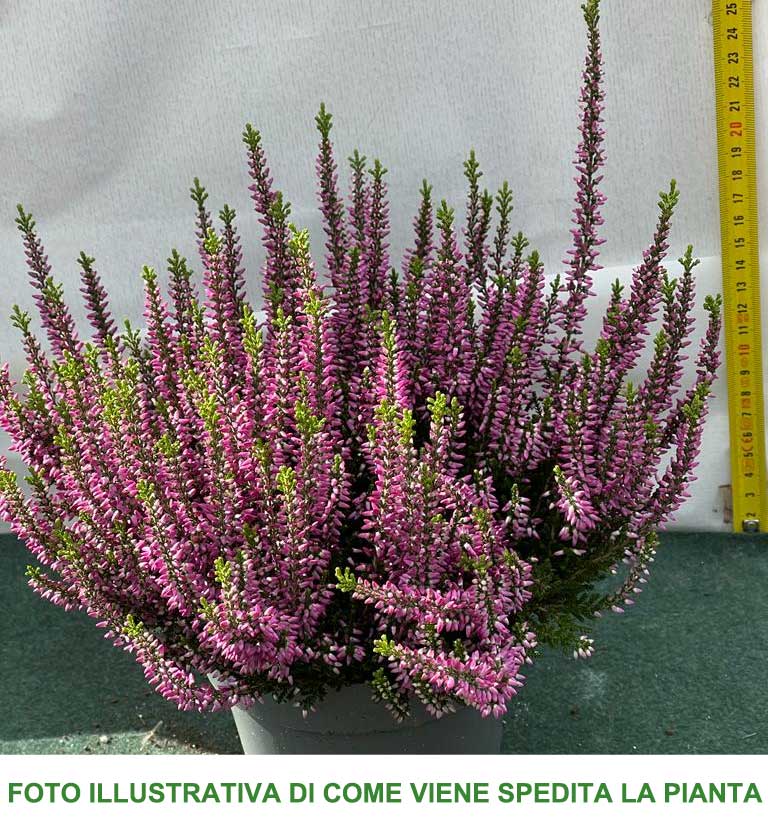 ERICA CALLUNA BEAUTY LADIES VIOLA IN VASO 13CM