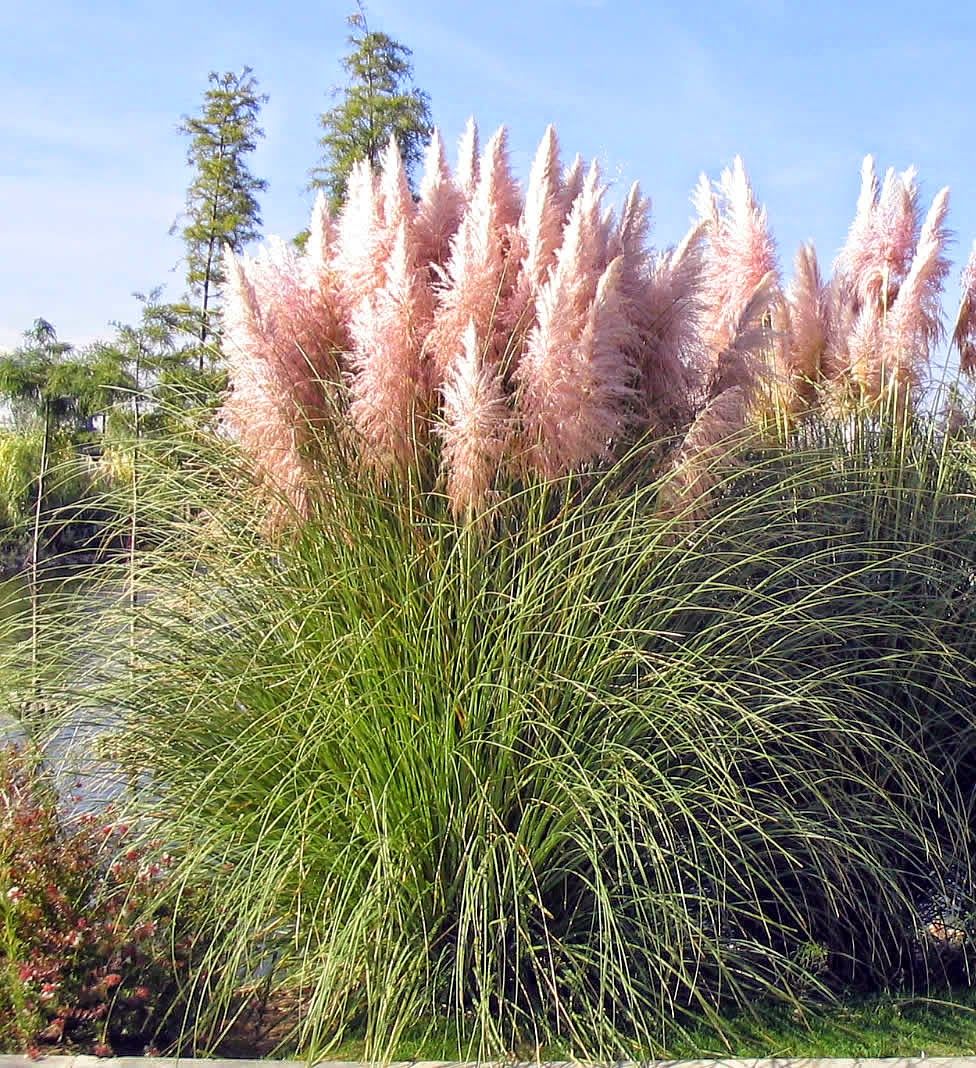 CORTADERIA SELLOANA ROSEA IN VASO 18CM