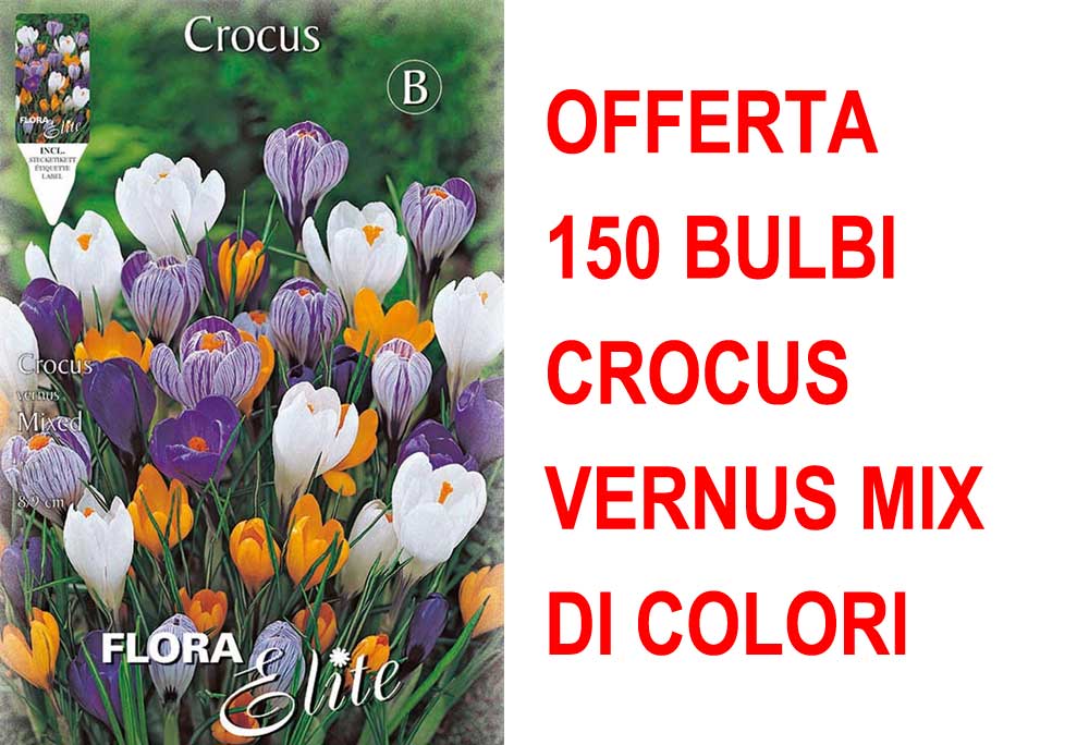 OFFERTA 150 BULBI CROCUS VERNUS MIX