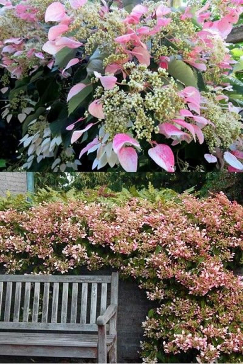 ORTENSIA HYDRANGEA SCHIZOPHRAGMA ROSEUM VASO 17CM