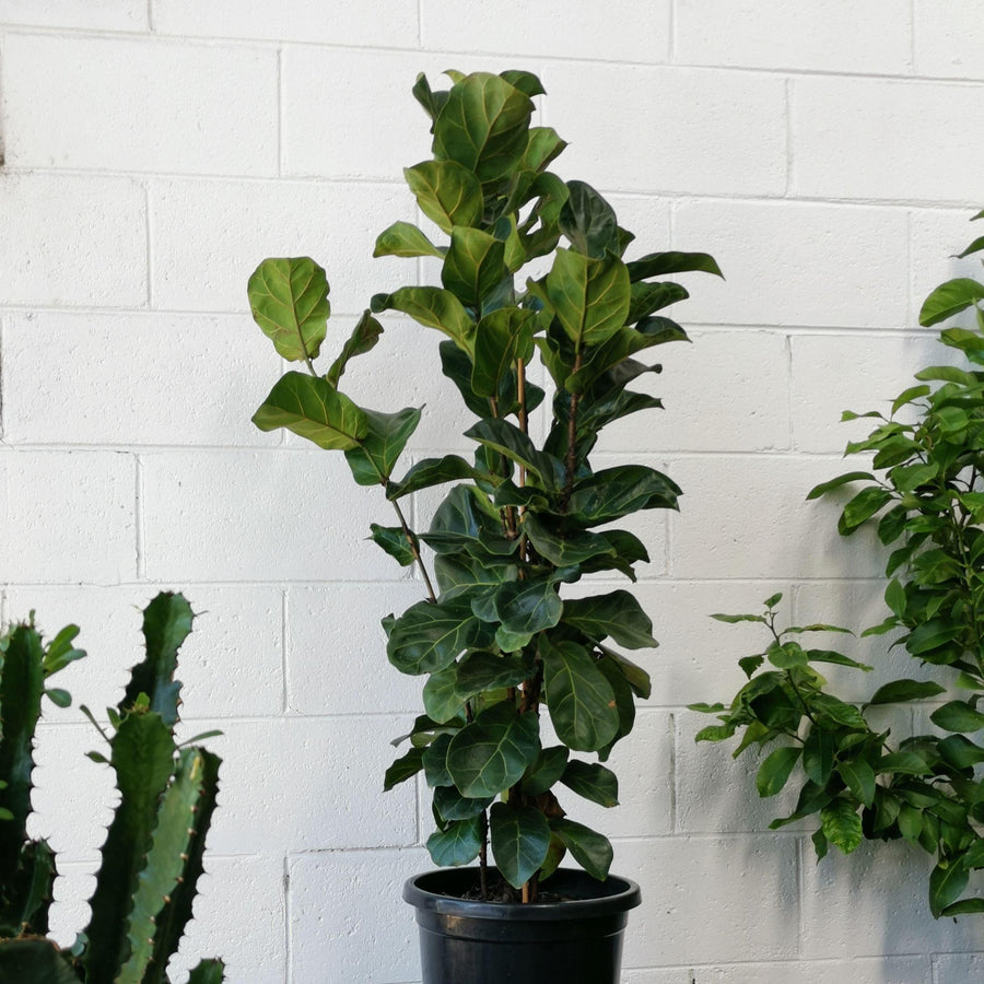 FICUS LYRATA BAMBINO VASO 12CM