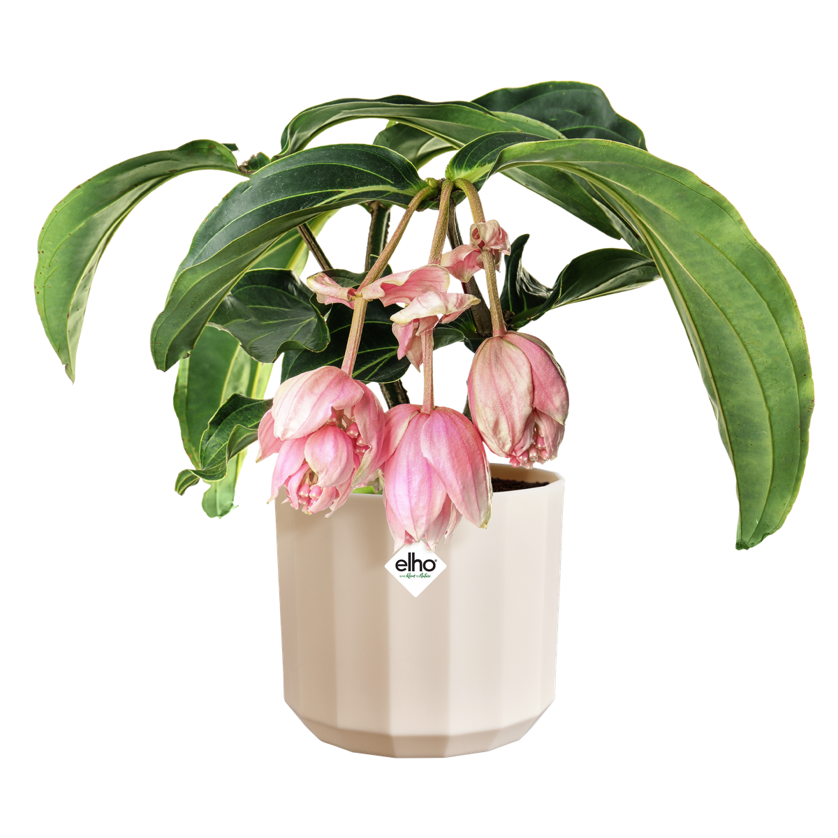 Vaso Facet Round D 14 x H 13 cm Rosa Mandorla ELHO