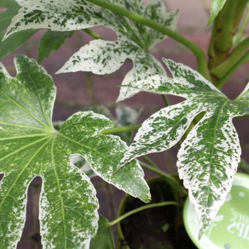 FATSIA JAPONICA SPIDERWEB ARALIA VASO 18CM