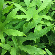 FATSIA POLYCARPA VASO 18CM