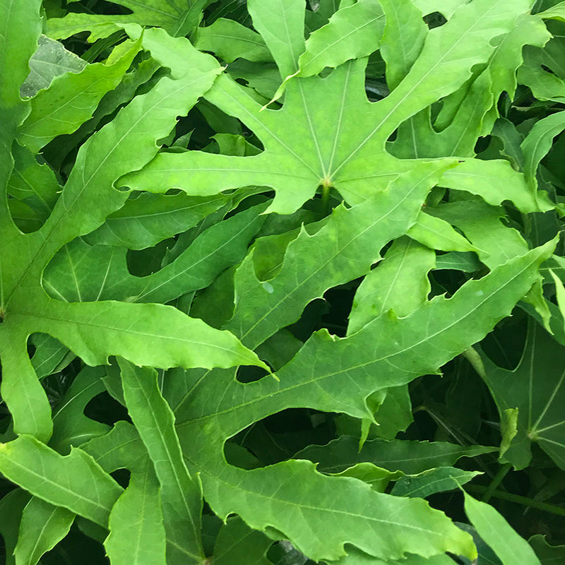 FATSIA POLYCARPA VASO 18CM