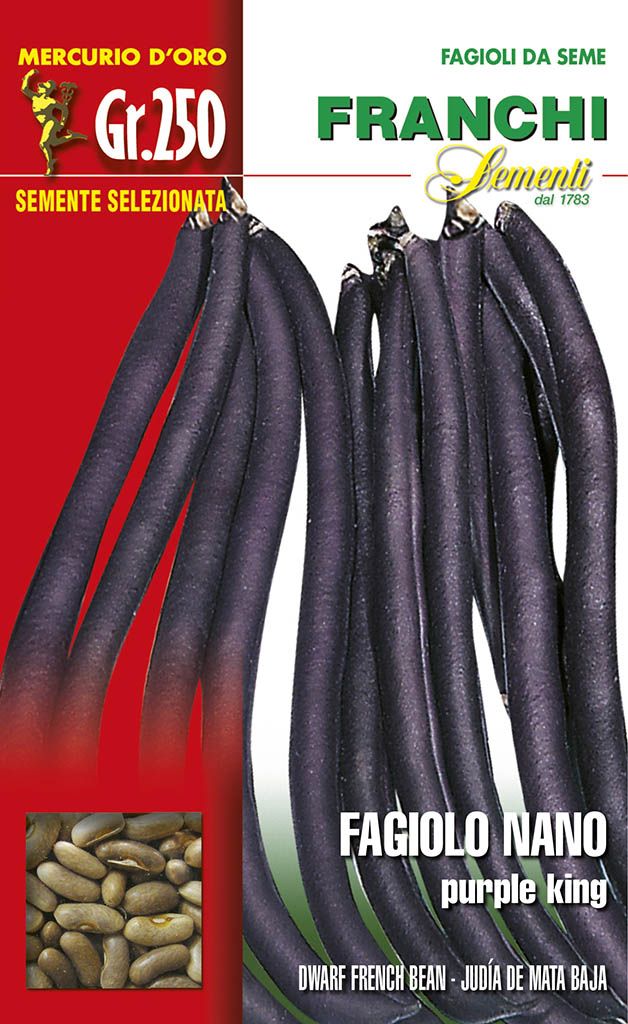 SEMI FAGIOLO NANO PURPLE KING GR.100
