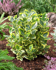 EUONYMUS JAPONICUS AUREUS VASO 18CM