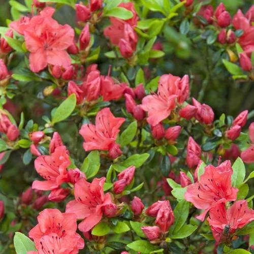RODODENDRO GEISHA ARANCIONE IN VASO 18CM