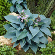 HOSTA HALCYON IN VASO 17CM