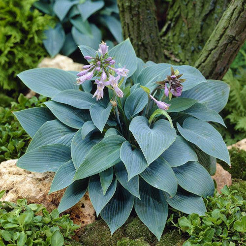HOSTA HALCYON IN VASO 17CM