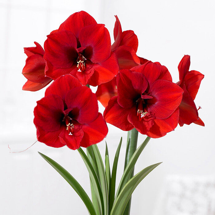 AMARYLLIS ROSSO VASO CERAMICO ROSSO/BIANCO 14CM