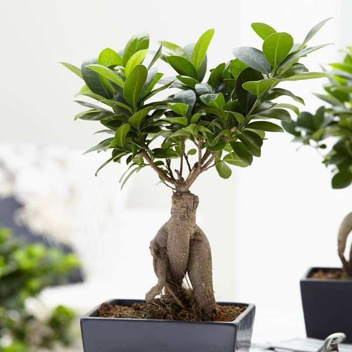 FICUS GINSENG BONSAI VASO 9CM