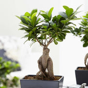 FICUS GINSENG BONSAI IN CIOTOLA IN CERAMICA 20CM