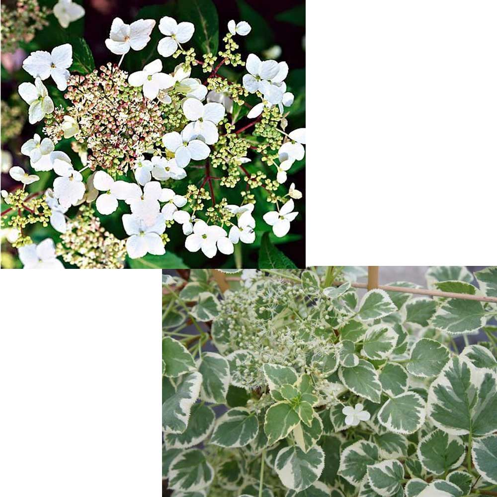 ORTENSIA HYDRANGEA ANOMALA PETIOLARIS SILVER LINING VASO 18CM