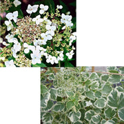 ORTENSIA HYDRANGEA ANOMALA PETIOLARIS SILVER LINING VASO 18CM