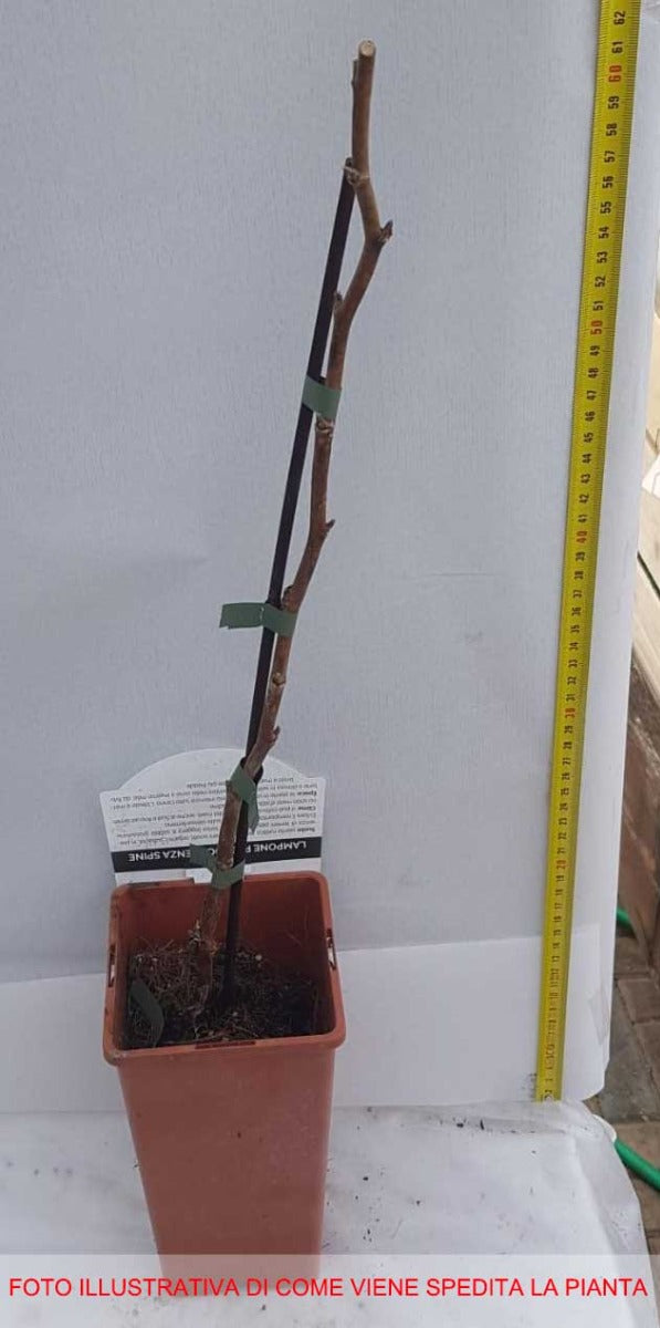 LAMPONE PRECOCE SENZA SPINE IN VASO 2 LITRI
