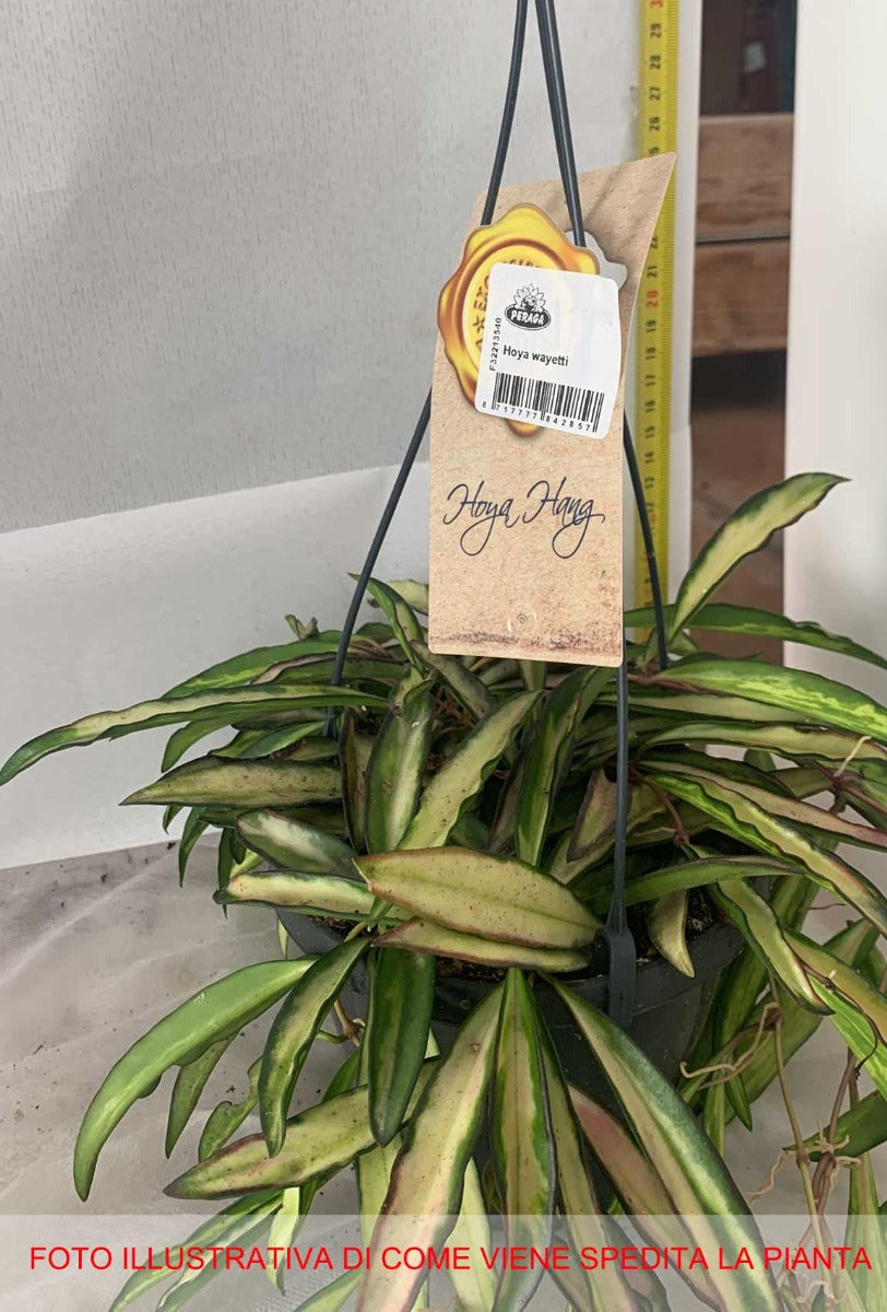 HOYA WAYETII TRICOLOR FIORE DI CERA VASO 14CM