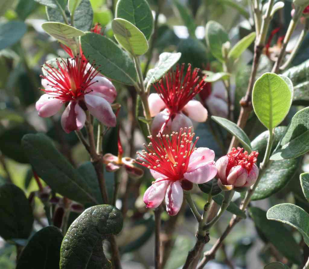 FEIJOA SELLOWIANA VASO 24CM