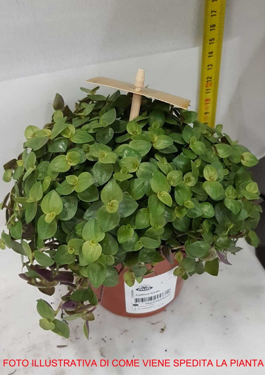 CALLISIA REPENS TURTLE VASO 10.5CM