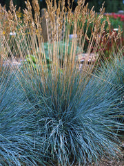 FESTUCA ELIJAHBLUE IN VASO 13CM