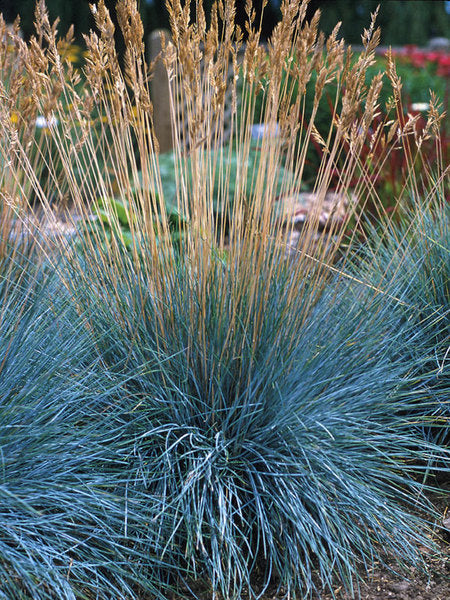 FESTUCA ELIJAHBLUE IN VASO 13CM