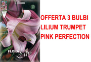 OFFERTA 3 BULBI LILIUM TRUMPET PINK PERFECTION