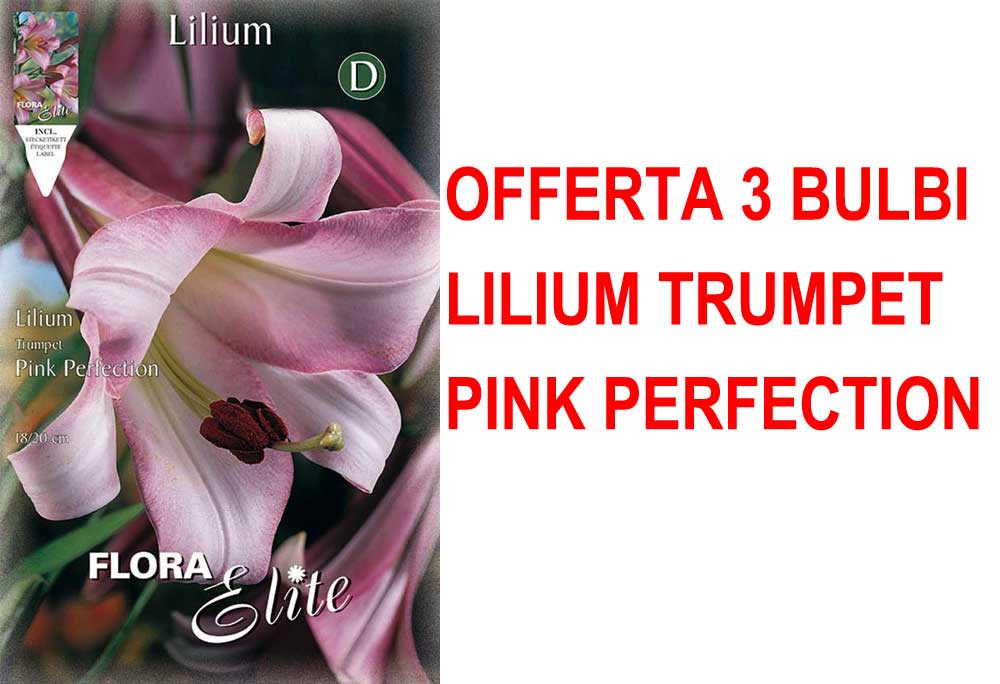 OFFERTA 3 BULBI LILIUM TRUMPET PINK PERFECTION