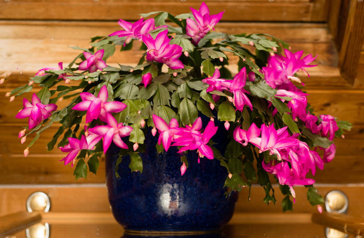SCHLUMBERGERA CACTUS DI NATALE IN VASO 9CM COLORE A SCELTA