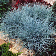 FESTUCA GLAUCANTHA VASO 12CM