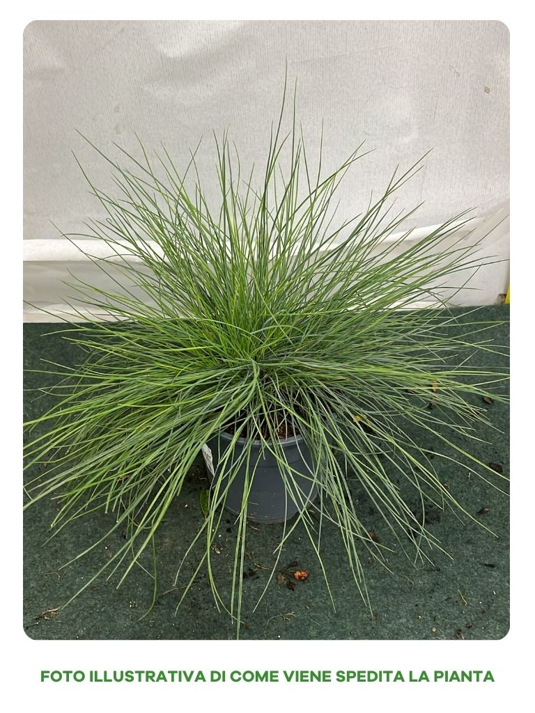 FESTUCA GLAUCANTHA VASO 12CM