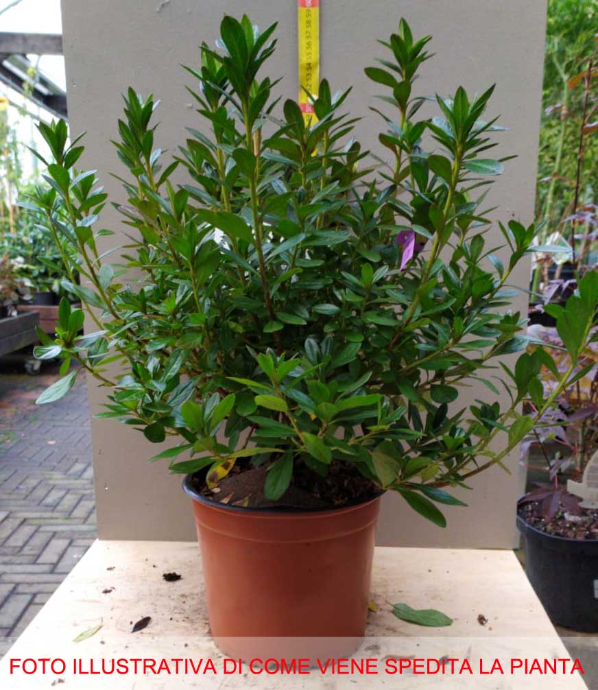 AZALEA JAPONICA GIRARD'S FUCHSIA VASO 19CM