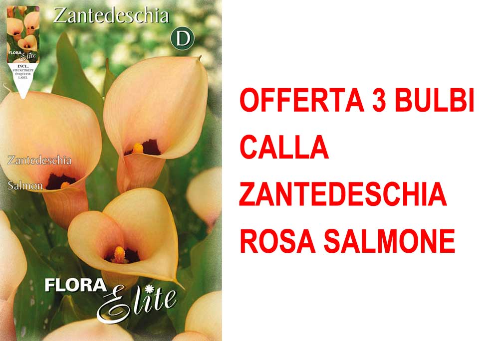 OFFERTA 3 BULBI CALLA ZANTEDESCHIA ROSA SALMONE