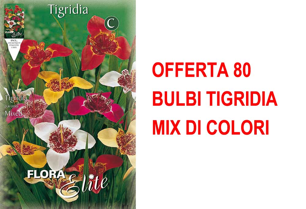 OFFERTA 80 BULBI TIGRIDIA MIX DI COLORI