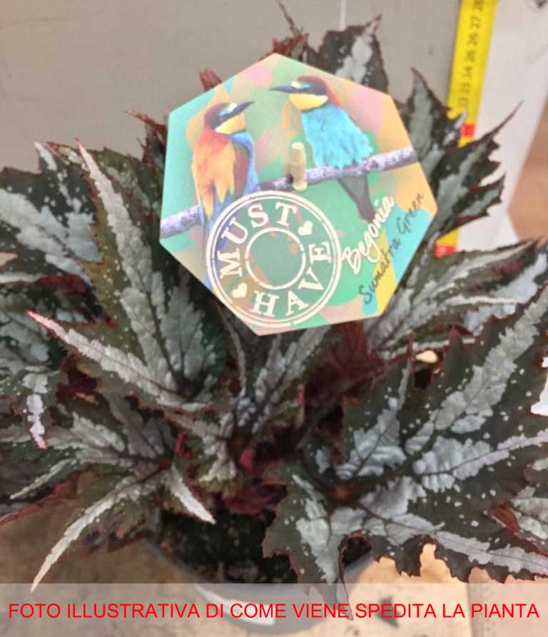 BEGONIA SUMATRA GREENVASO 17CM
